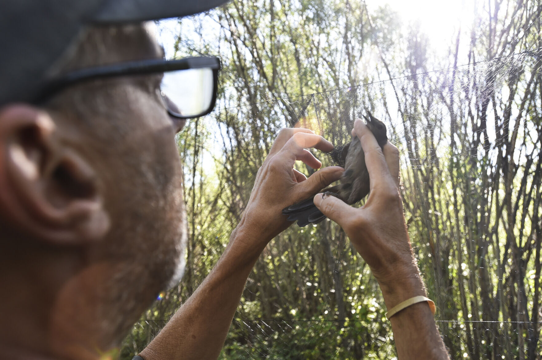MAPS Bird Banding at Spring Meadow